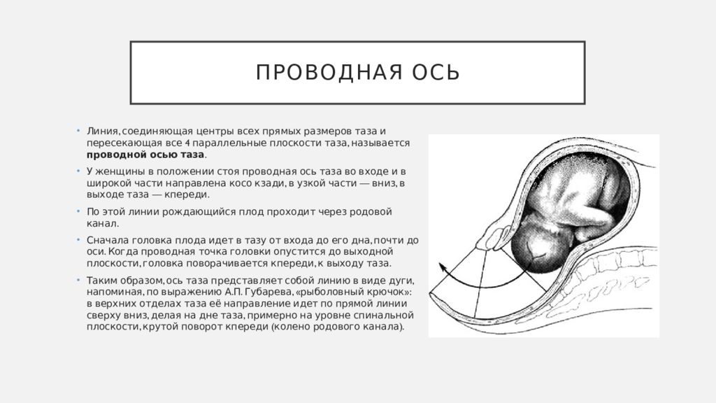 Таз с акушерской точки зрения