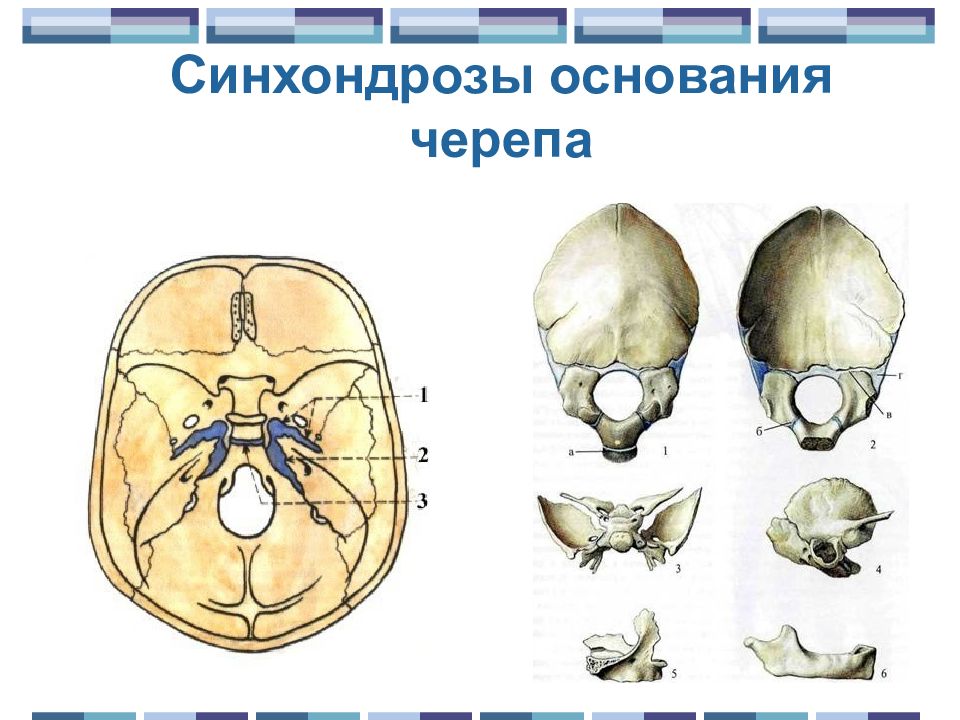 Виды соединения черепа. Роднички и синхондрозы черепа. Синхондрозы костей черепа. Соединение костей черепа синхондрозы. Синхондрозы основания черепа.