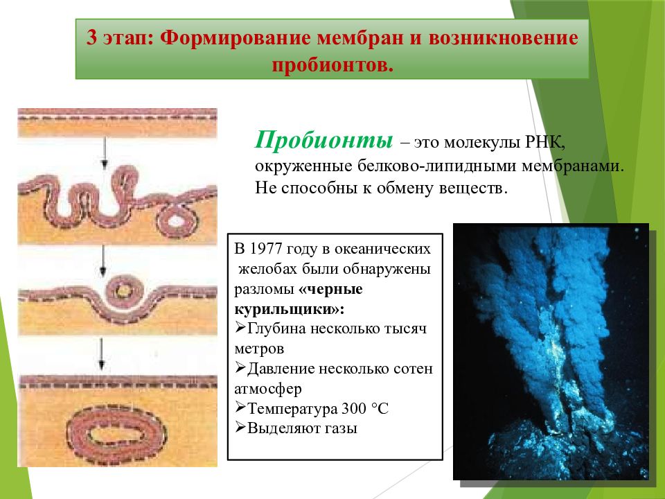 Теория биопоэза презентация