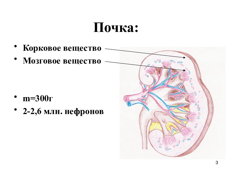 Структуру мозгового вещества почек