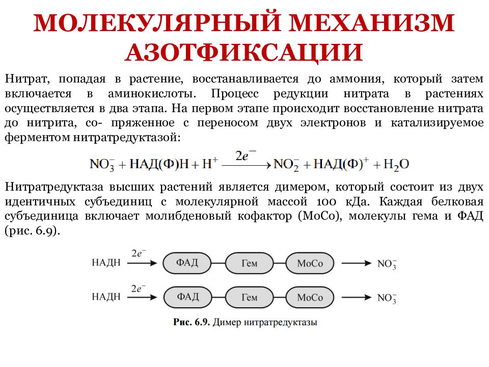 Процесс разложения. Механизм фиксации азота. Молекулярный механизм фиксации азота.. Молекулярные механизмы биологической фиксации азота. Молекулярный механизм азотфиксации.