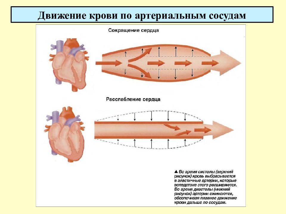 Движение сердца. Сокращение и расслабление сердца. Сокращение сердечной мышцы. Схема сокращения и расслабления сердца. Сокращение и расслабление мышц сердца.