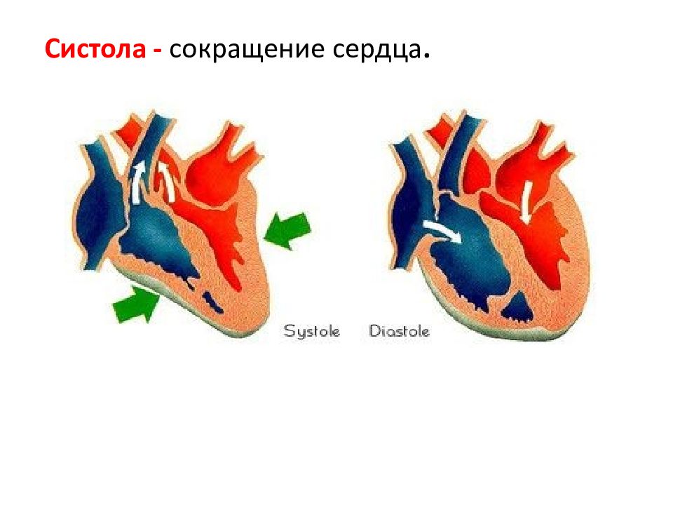 Диастола сердца. Систола и диастола сердца. Систола диастола пауза сердца. Сокращение сердца систола диастола. Сокращение сердца.