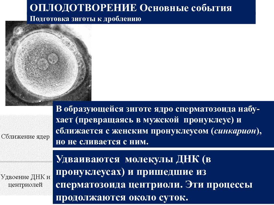 Дробление ядра. Пронуклеус зиготы. Стадия пронуклеусов. Мужской и женский пронуклеусы. Мужской пронуклеус-это.