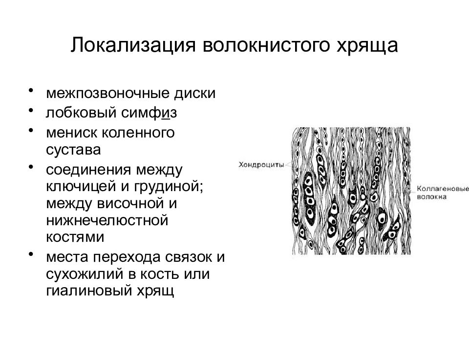 Волокнистый хрящ гистология