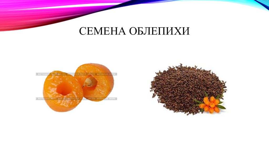 Семена облепихи. Косточки облепихи. Семечки облепихи. Облепиховые семена.