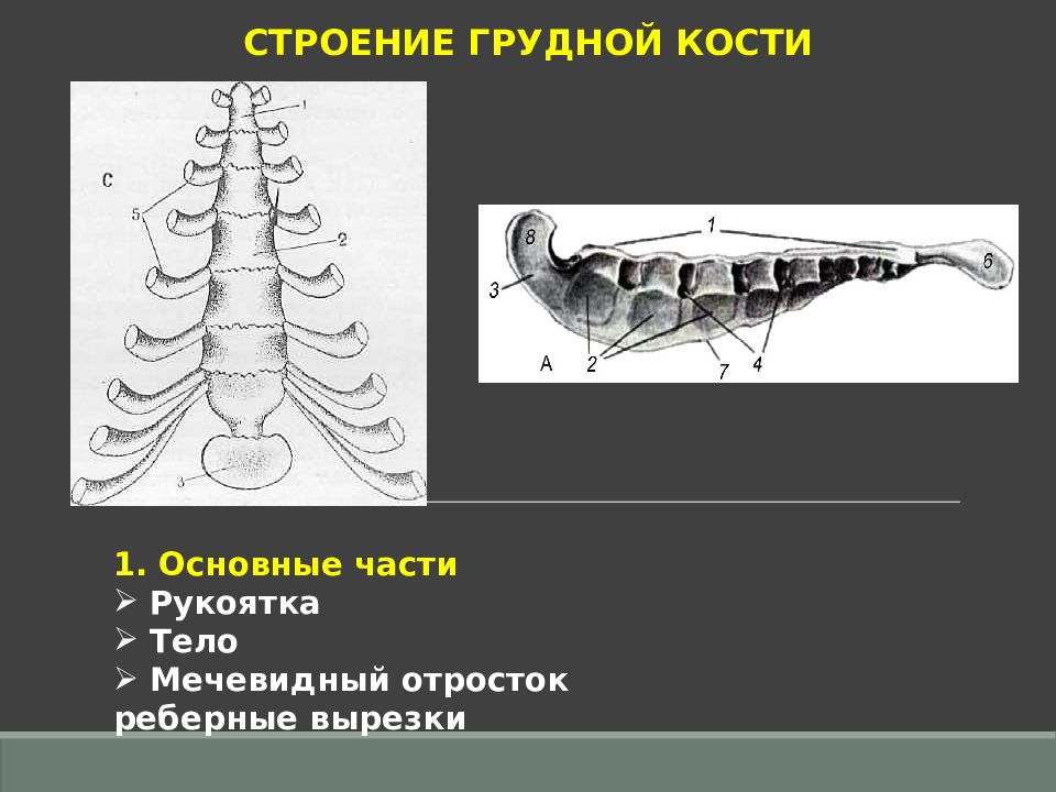 Расположен над. Мечевидный отросток на скелете. Мечевидный хрящ грудной кости человека. Осевой скелет Грудина. Грудная кость КРС строение.