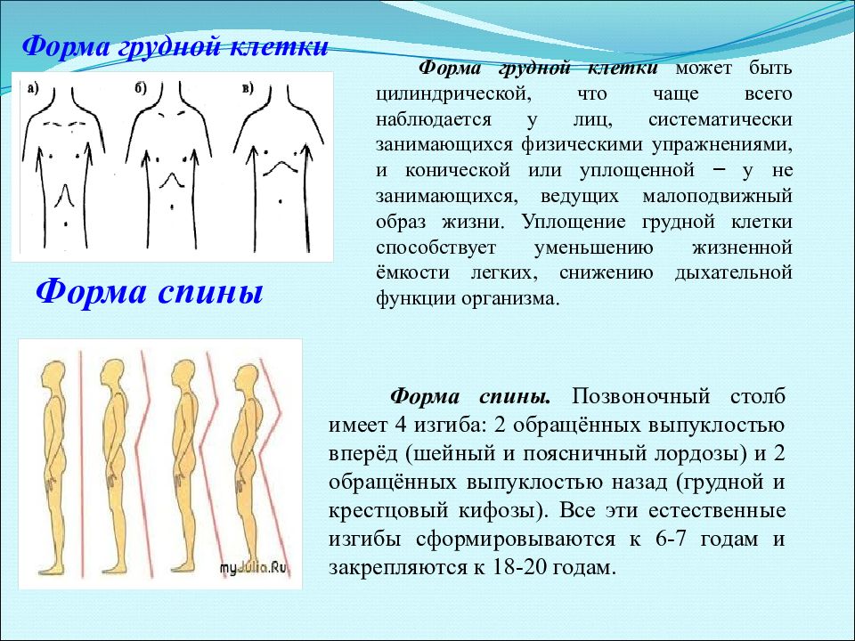 Формы грудной клетки. Изменение формы грудной клетки. Самоконтроль занимающихся физическими упражнениями и спортом. Форма грудной клетки у девочек.