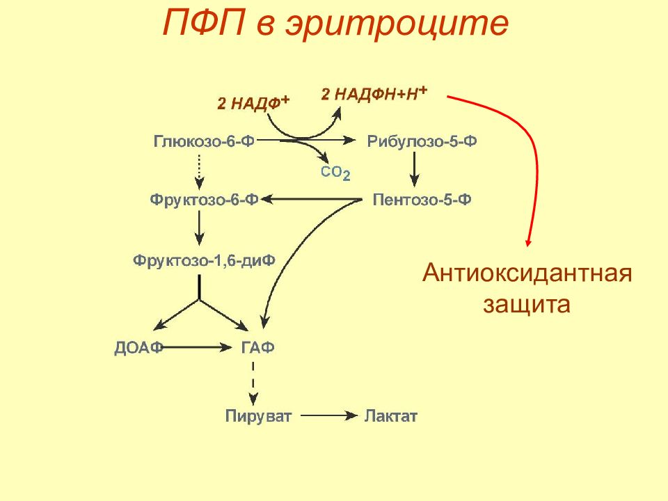 Схема метаболизма эритроцитов показав пути использования глюкозы