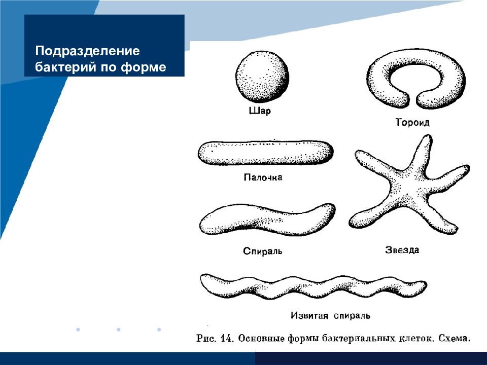 Типы бактерий. Основные формы бактериальных клеток. Формы бактериальных клеток схема. Какова формы бактерий. Виды бактерий по форме схема.