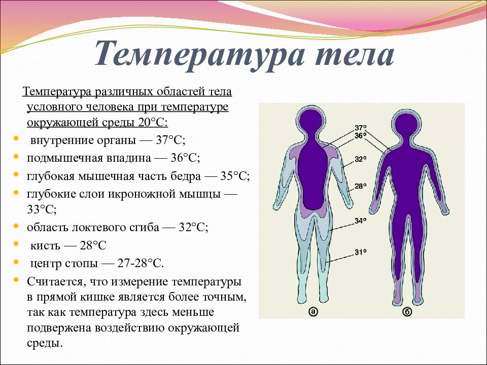 Почему у взрослого человека температура 35.5. Температура тела. Температура тела человке. Методы измерения температуры тела человека.