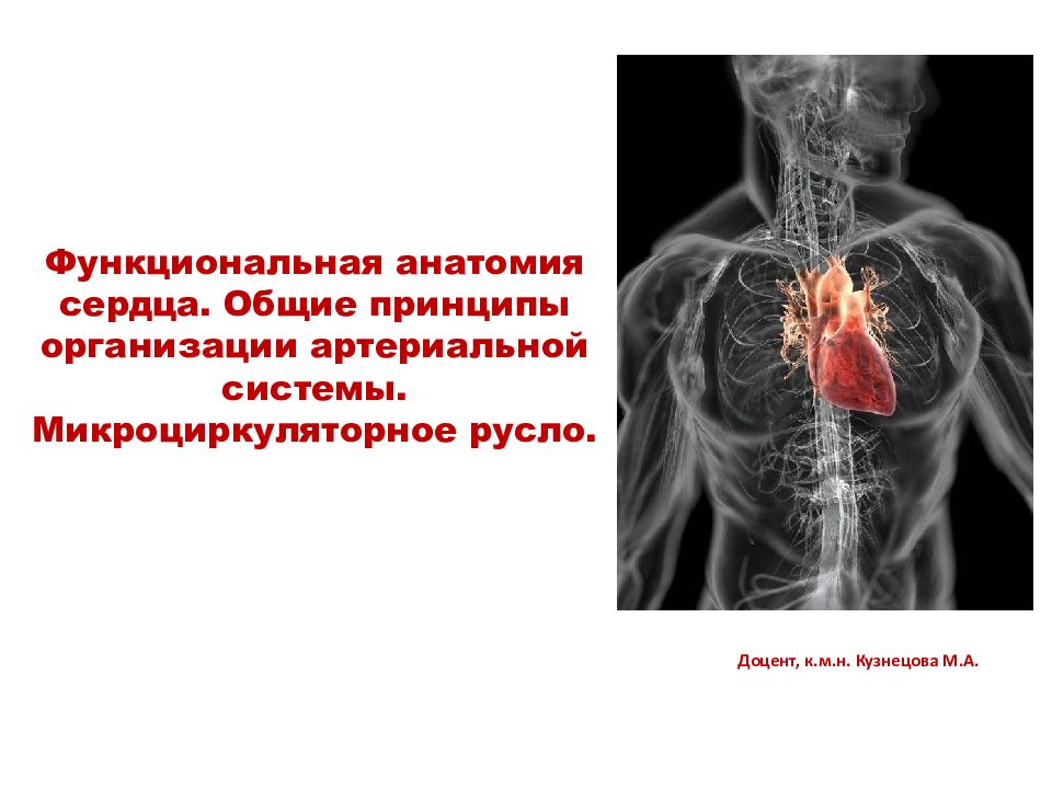 Доцент, к.м.н. Кузнецова М.А. Функциональная анатомия сердца. Общие принципы