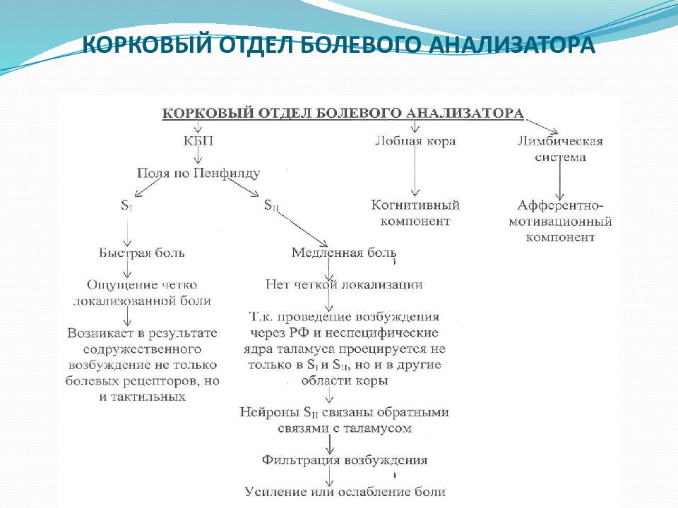 Ноцицептивная система схема