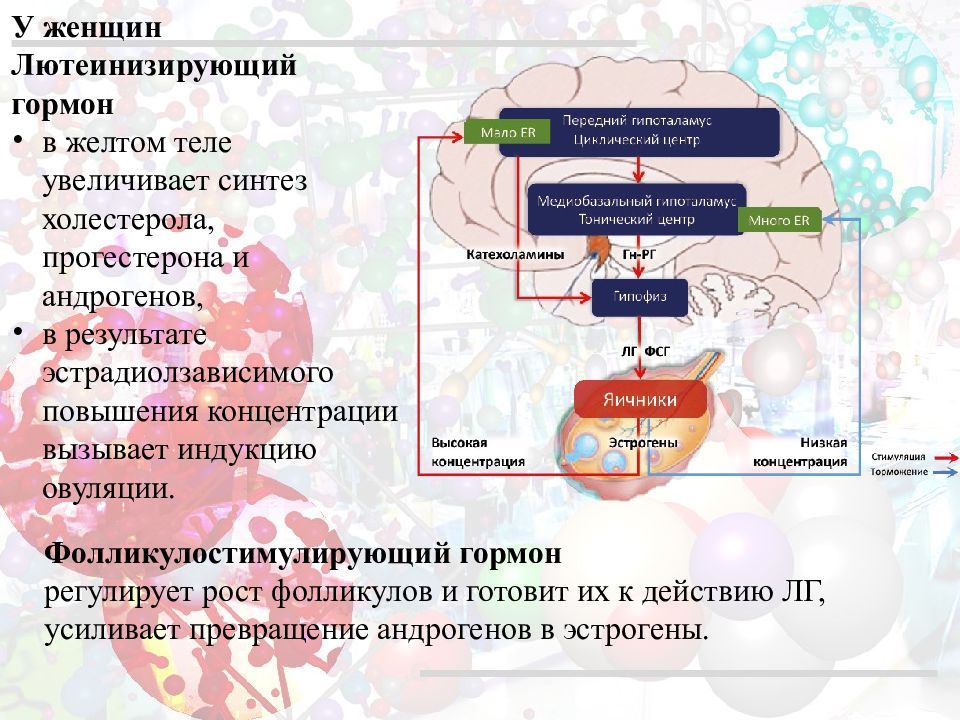 Гипофиз прогестерон