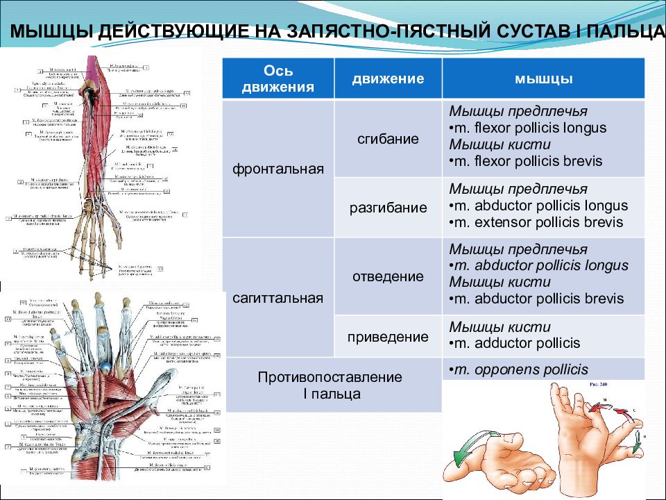 Запястно пястный сустав. Запястно-пястный сустав мышцы. Пястно фаланговый сустав 1 пальца кисти анатомия. Мышцы действующие на пястно-фаланговые суставы. Запястно-пястный сустав характеристика.