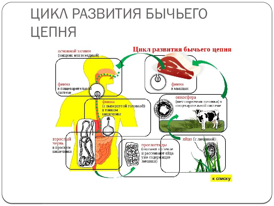 Рассмотрите рисунок на котором представлен цикл развития бычьего цепня