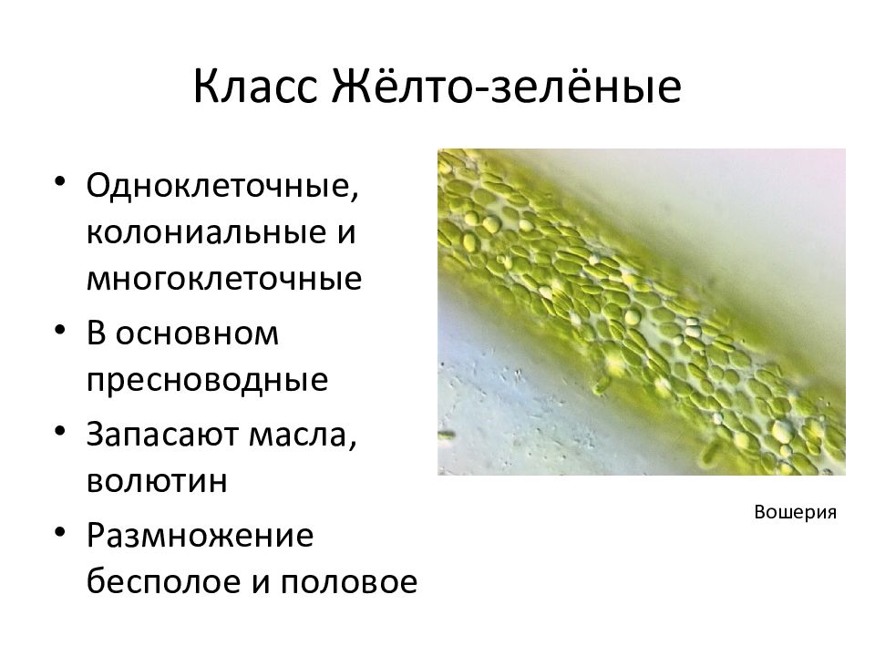 Зеленые водоросли презентация