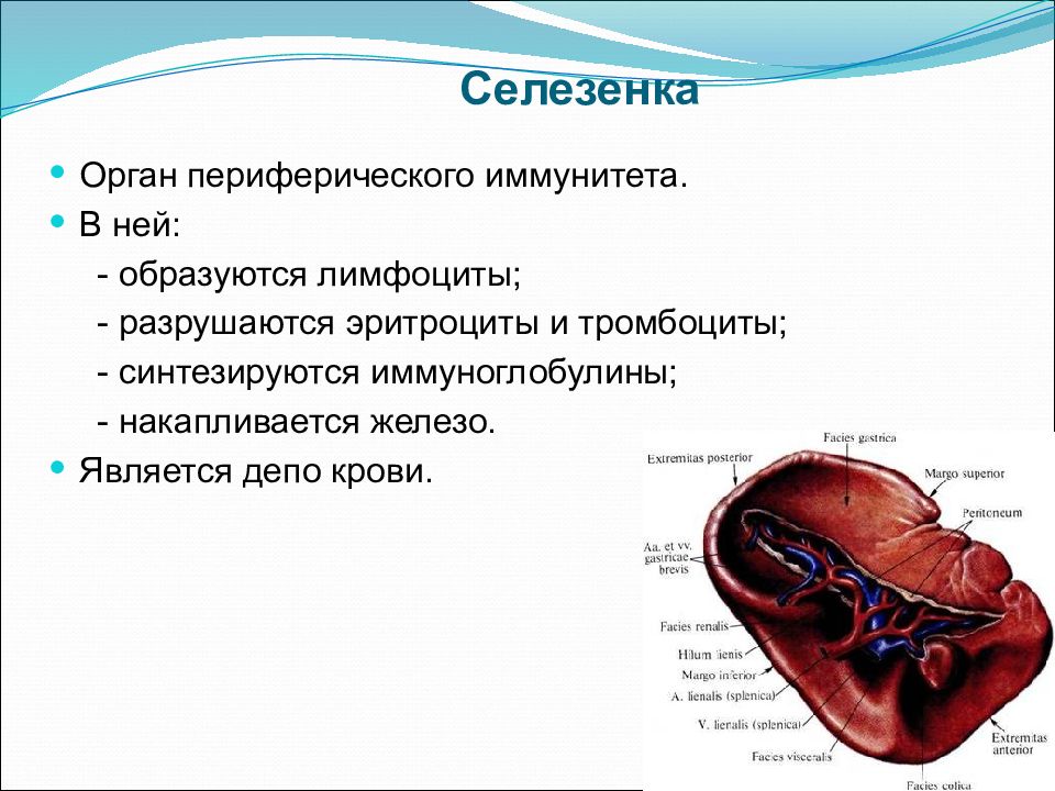 Функция печени депо крови. Селезенка депо эритроцитов. Селезенка анатомия. Селезенка рисунок.