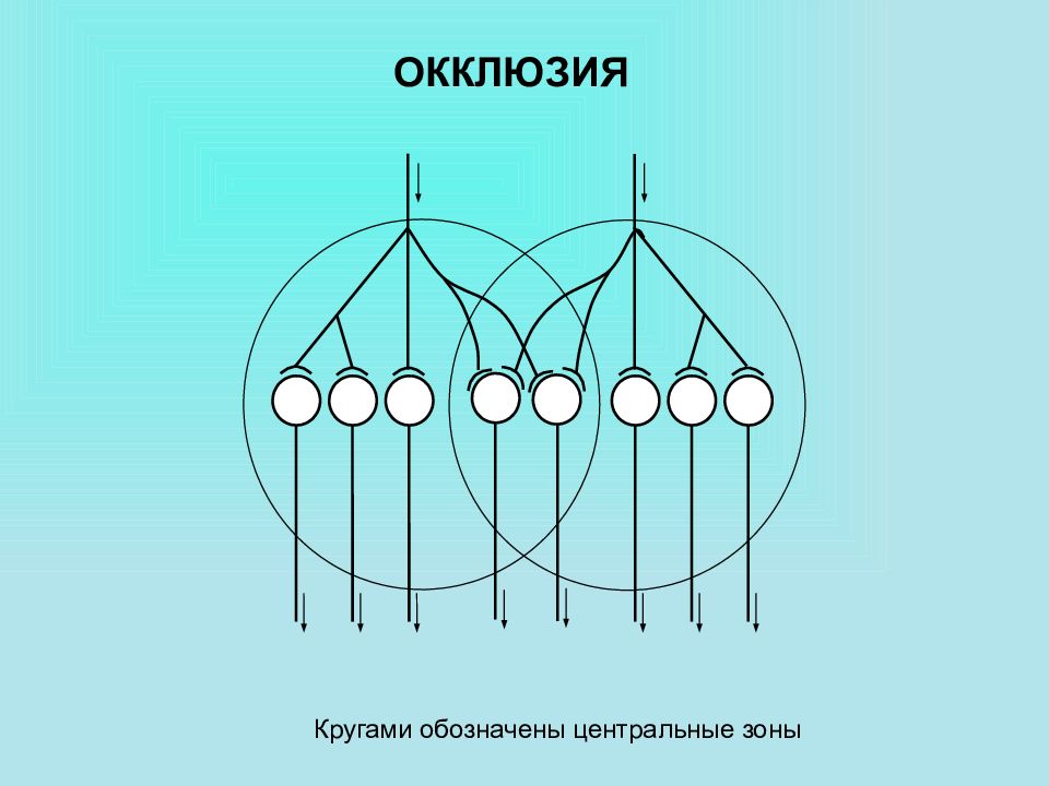 Окклюзия. Окклюзия физиология ЦНС. Облегчение и окклюзия. Окклюзия и облегчение физиология.