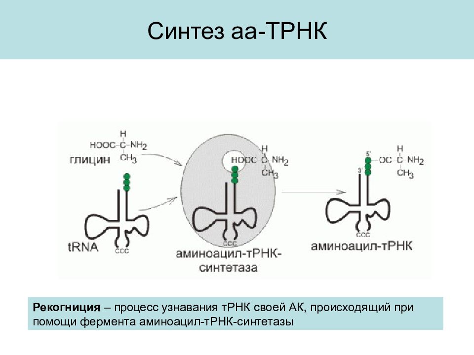 Т рнк синтезируется. Синтез ТРНК. Синтез т РНК. ТРНК процесс. Синтез аминоацил-ТРНК.