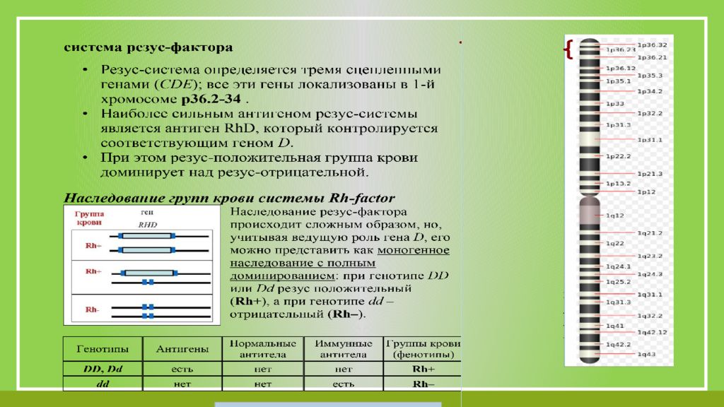 Группы крови и резус фактор презентация