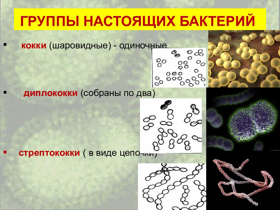 Кокки образующие цепочку. Шарообразная форма бактерий кокки. Строение кокковидных бактерий. Шаровидные бактерии кокки рисунок. Группы бактерий 5 класс биология кокки.