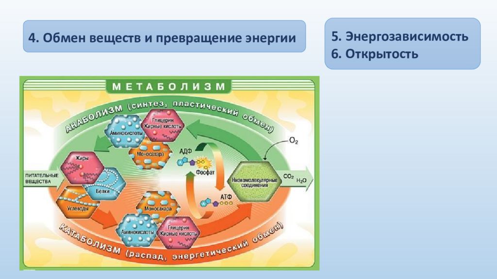 Обмен материалами. Обмен веществ и превращение энергии в клетке. Обмен веществ и энергии в клетке схема. Обмен веществ и преобразование энергии в клетке схема. Обмен веществ и превращение энергии в клетке энергетический обмен.