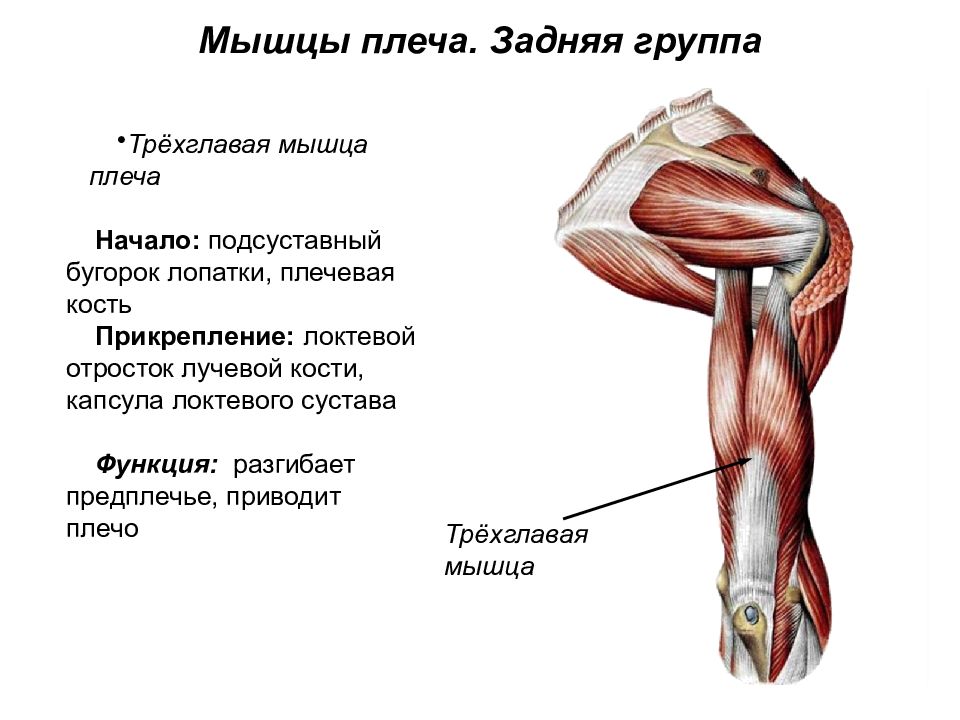 Где находится трицепс у человека показать на схеме