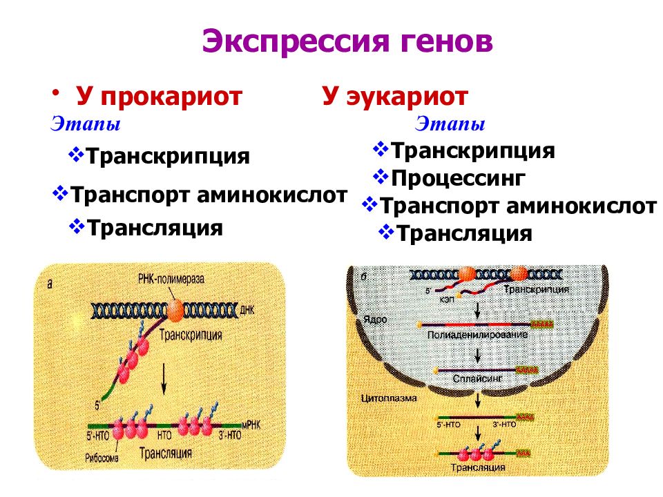 Особенности трансляции у эукариот