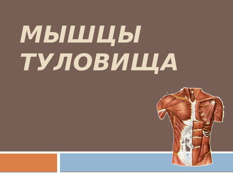 Мышцы туловища