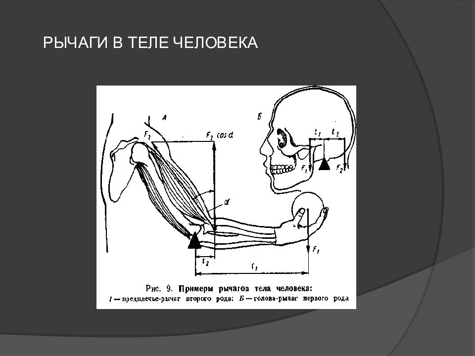 Презентация на тему рычаги в теле человека