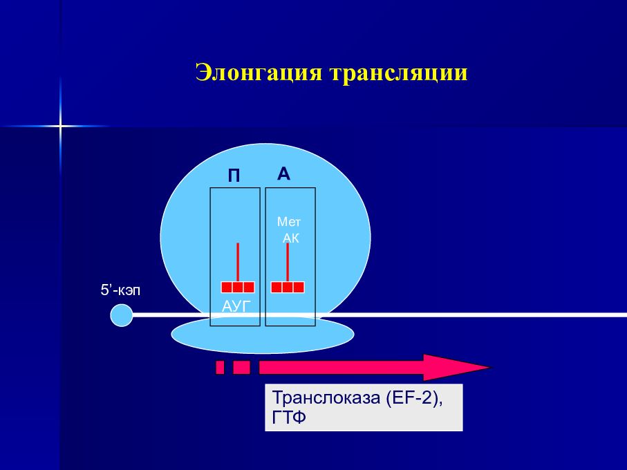 Элонгация трансляции. Транслоказа в трансляции. Элонгация схематично. Элонгация биология.