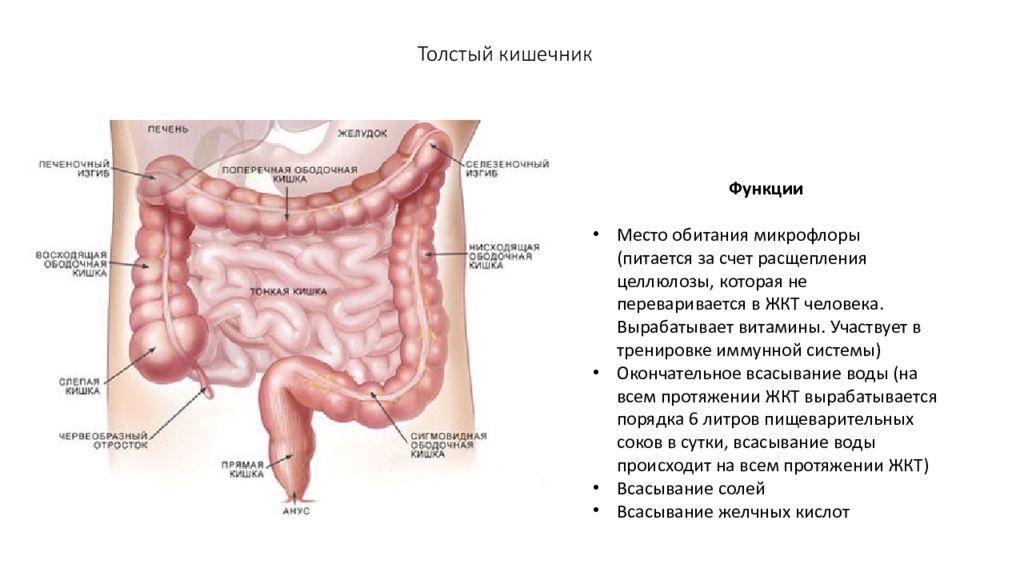 Система толстого. Толстая кишка функции. Толстый кишечник вырабатывает. Толстый кишечник место обитания. Толстый кишечник расщепление.