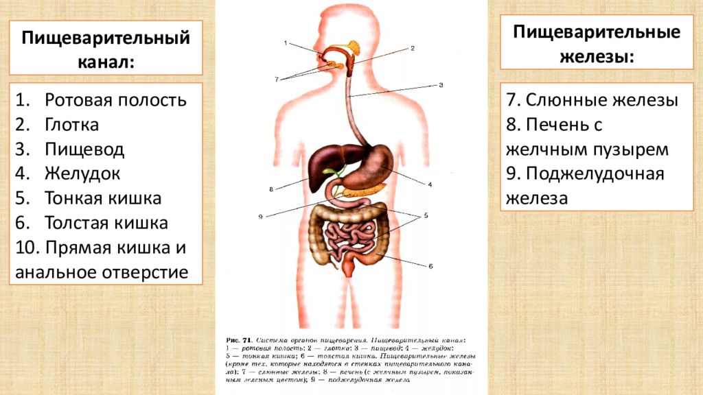 Схема пищеварительной системы человека 8 класс. Функции органов пищеварения схема. Анатомия органов пищеварительного канала. Движение пищи по пищеварительной системе схема.