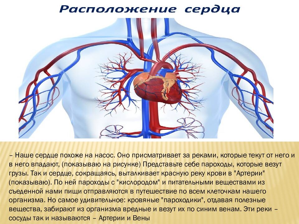 Как работает наше сердце
