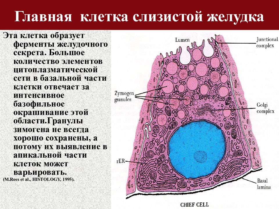 Слизистые клетки секрет. Клетки желудка. Клетки желудка гистология. Главные и париетальные клетки желудка. Обкладочные клетки желудка.