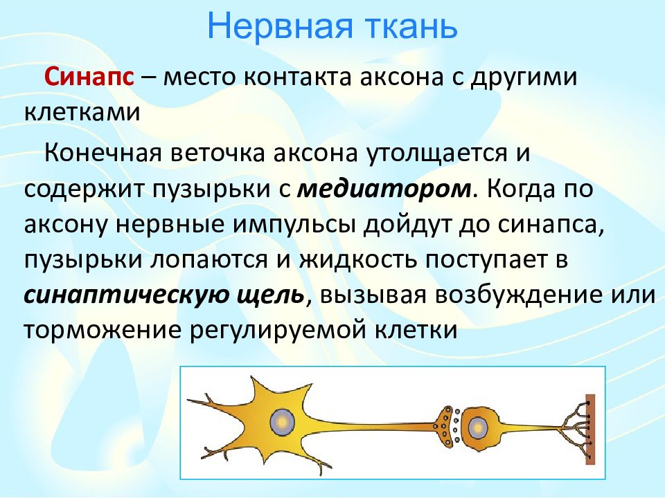 По аксону нервные импульсы. Импульсы нервной ткани. Электрическая природа нервного импульса. Место контакта аксона с другими клетками это.