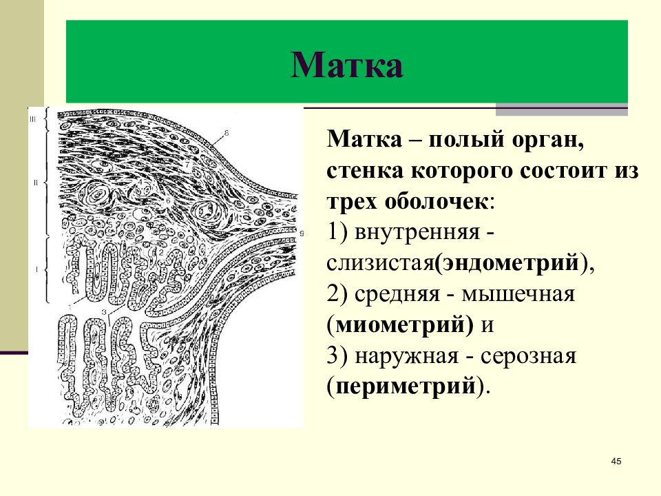 Женская половая область. Фильтрационный барьер почки функции. Ультрамикроскопического строения базальной мембраны. Схема ультрамикроскопического строения базальной мембраны. Послойное строение матки.