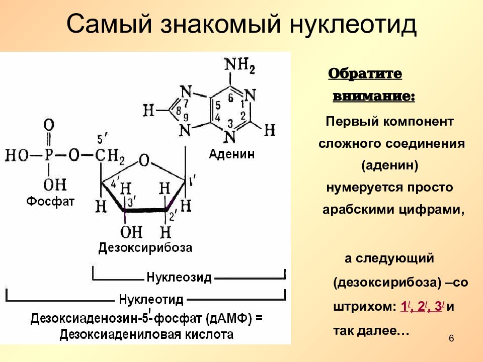 Мономер нуклеиновой кислоты аминокислота. Структура нуклеотидных кислот. Аденин строение нуклеотида. Структура нуклеотида схема. Строение РНК аденин.