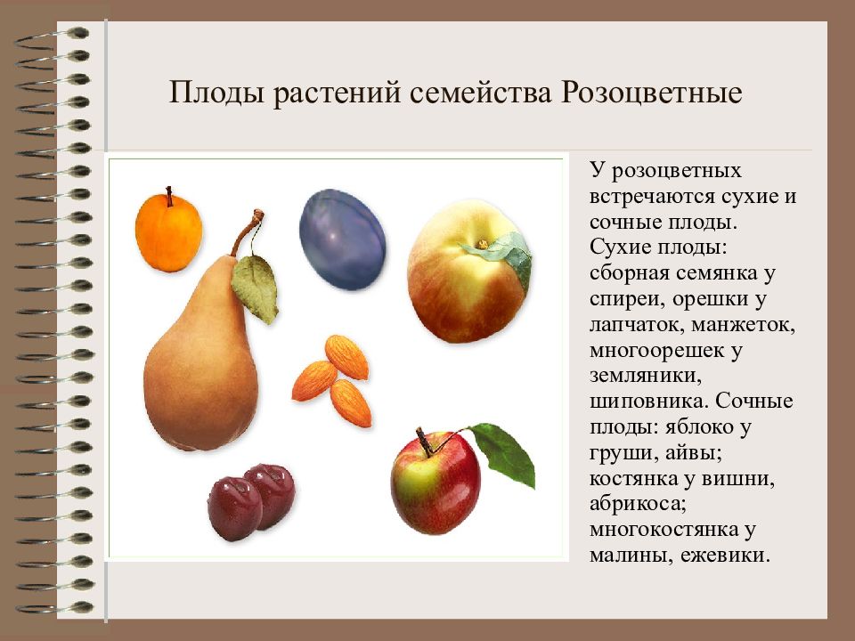Что является признаком плодов растений. Плоды розоцветных. Сочные плоды имеют. Семейство Розоцветные яблоко. Характеристика плода яблоко.