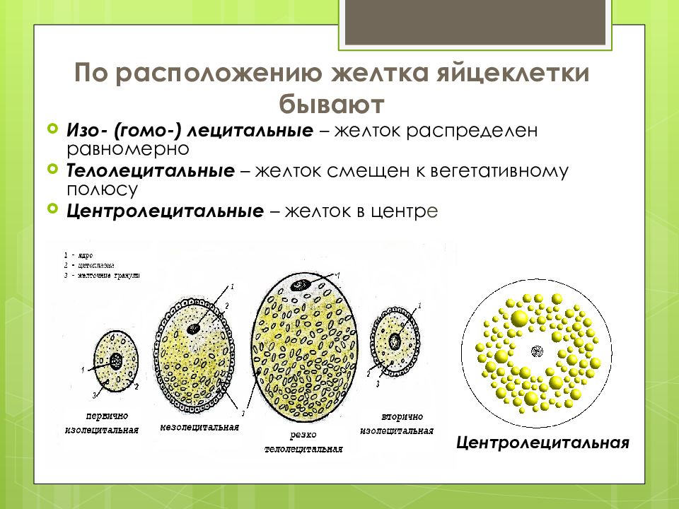 Каких классов позвоночных животных имеют крупные яйцеклетки. Тип яйцеклетки человека по распределению желтка. Классификация яйцеклеток по расположению желтка. Классификация яйцеклеток по количеству желтка. Типы яйцеклеток телолецитальные.