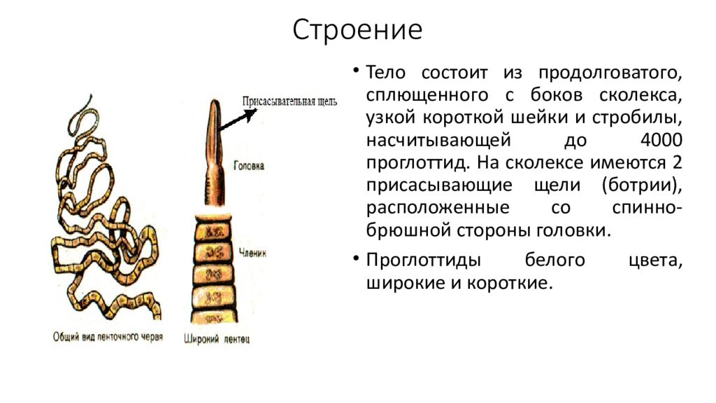 Общая характеристика морфологии цестод. Общее строение цестоды. Строение стробилы ленточных червей. Строение сколекса цестод.