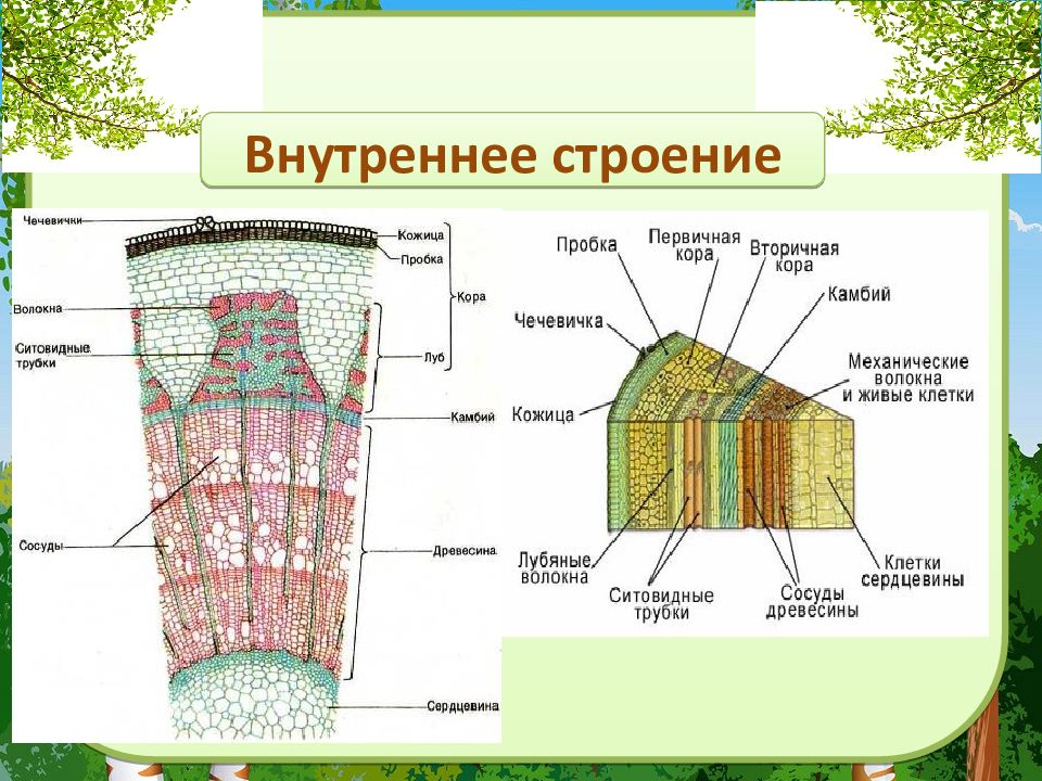 Строение стебля презентация