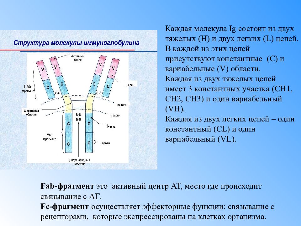 Презентация на тему миеломная болезнь