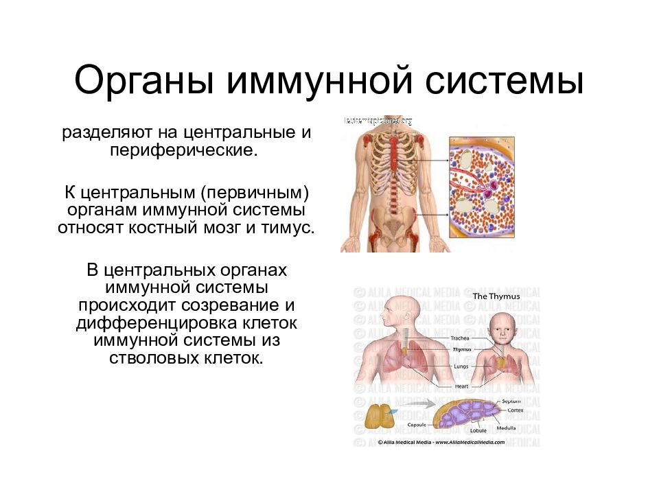 Иммунная система у детей презентация