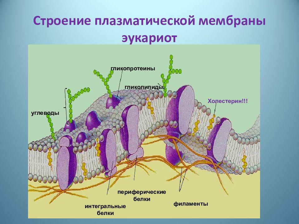 Схема строения цитоплазматической мембраны