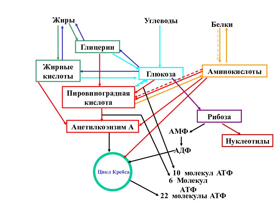 Физиология 1 лекция