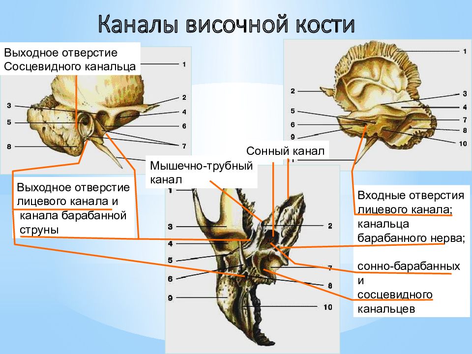 Височная кость рисунок