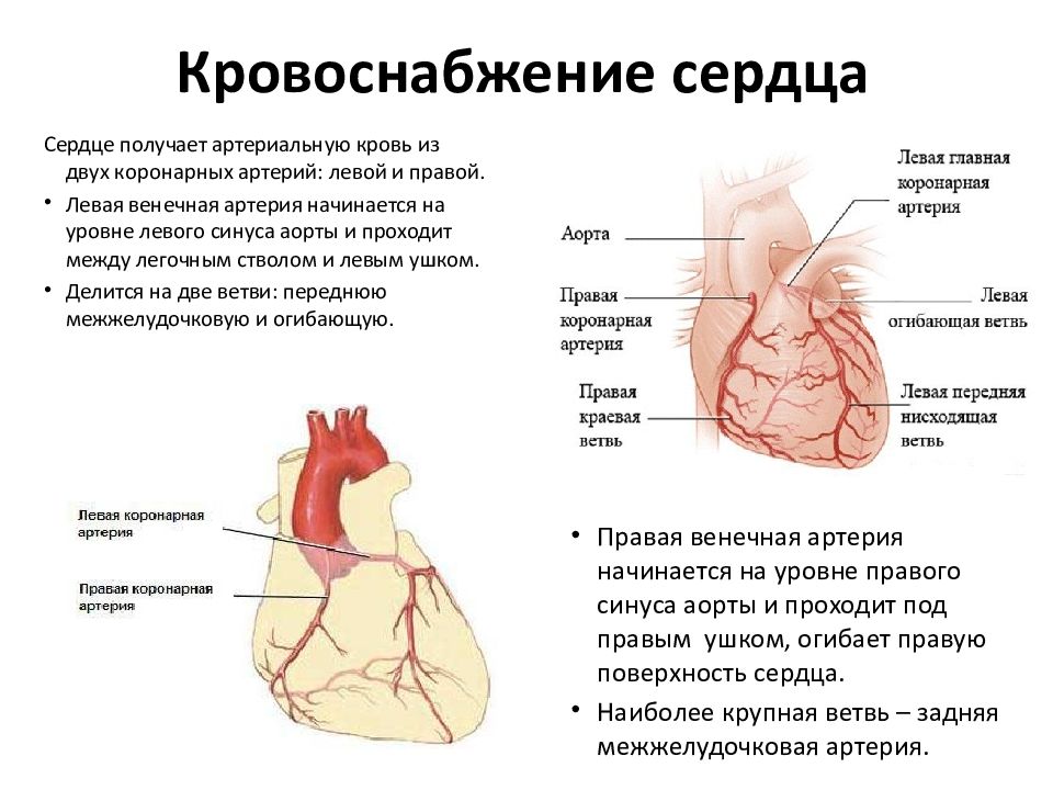 Кровообращение сердца