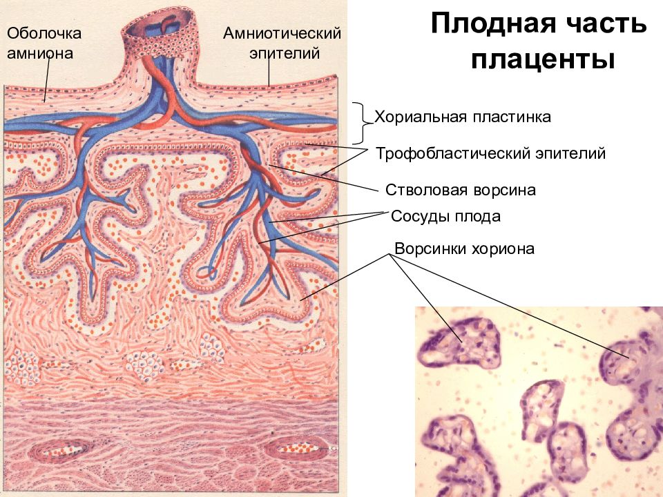 Плацента гистология. Плодная часть плаценты гистология. Строение плаценты человека гистология. Строение плаценты гистология. Строение плодной части плаценты.